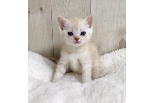 成約済の大阪府のスコティッシュフォールド-9220の2枚目