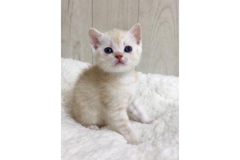 成約済の大阪府のスコティッシュフォールド-9220の1枚目