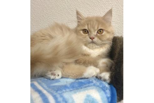 成約済の大阪府のスコティッシュフォールド-9218の4枚目