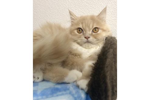 成約済の大阪府のスコティッシュフォールド-9218の3枚目