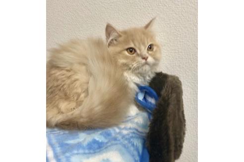 成約済の大阪府のスコティッシュフォールド-9218の1枚目