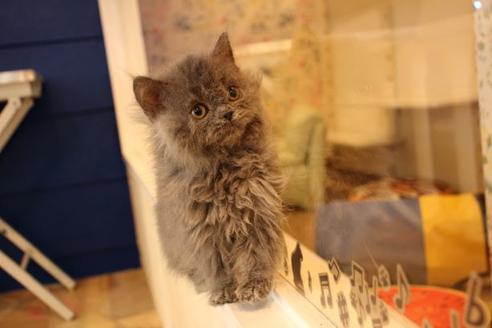 成約済の大阪府のセルカークレックス-8715の1枚目