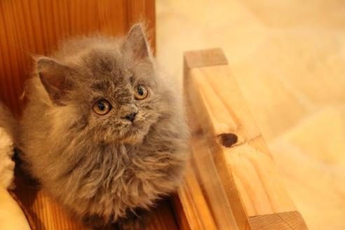 成約済の大阪府のセルカークレックス-8715の2枚目