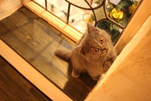 成約済の大阪府のセルカークレックス-8718の2枚目