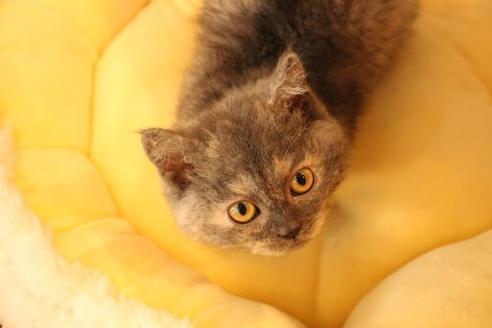 成約済の大阪府のセルカークレックス-8716の2枚目