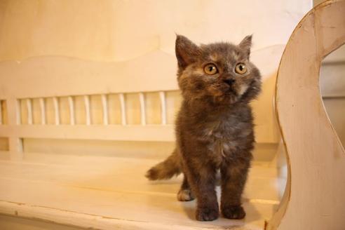 成約済の大阪府のセルカークレックス-8716の1枚目