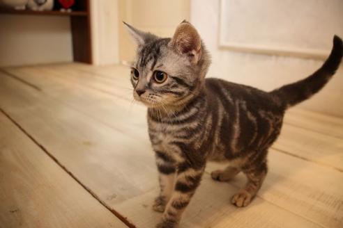 成約済の大阪府のアメリカンショートヘア-8187の2枚目