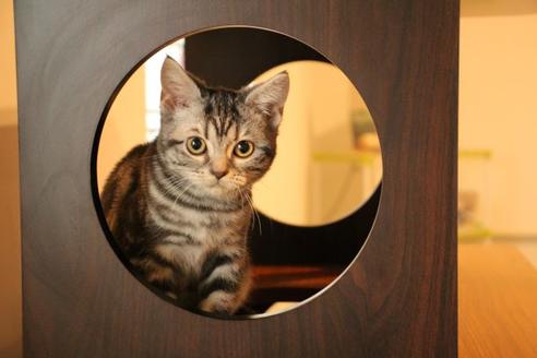 成約済の大阪府のアメリカンショートヘア-8187