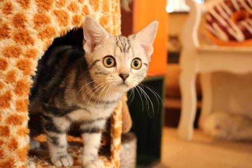 成約済の大阪府のアメリカンショートヘア-8189の1枚目