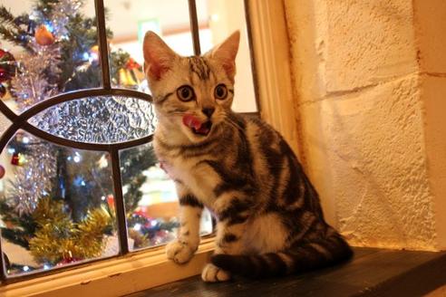 成約済の大阪府のアメリカンショートヘア-8189の2枚目