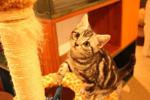 成約済の大阪府のアメリカンショートヘア-8188