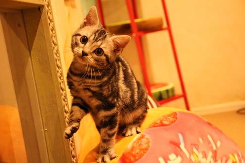 成約済の大阪府のアメリカンショートヘア-8188の2枚目