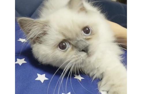 成約済の愛知県のヒマラヤン-8993の10枚目