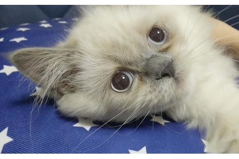 成約済の愛知県のヒマラヤン-8993の9枚目