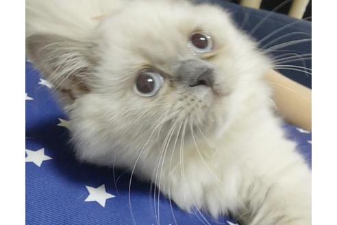 成約済の愛知県のヒマラヤン-8993の7枚目