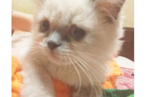 成約済の愛知県のヒマラヤン-8993の6枚目