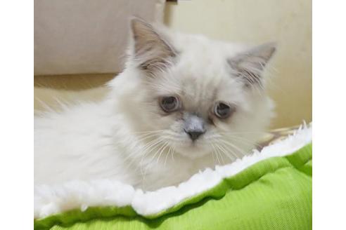 成約済の愛知県のヒマラヤン-8993の5枚目