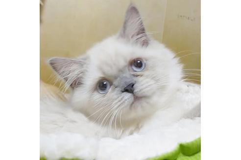 成約済の愛知県のヒマラヤン-8993の4枚目