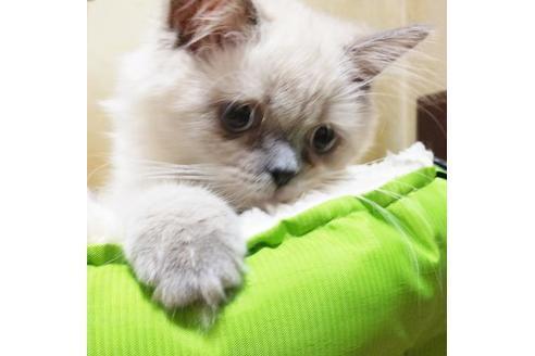 成約済の愛知県のヒマラヤン-8993の3枚目