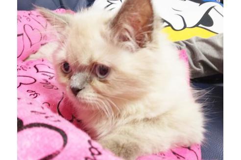 成約済の愛知県のヒマラヤン-8993の2枚目