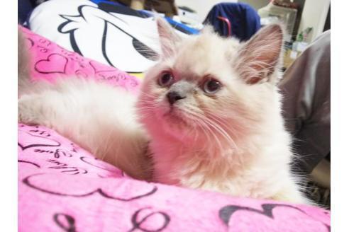 成約済の愛知県のヒマラヤン-8993の1枚目