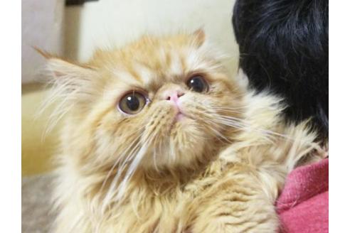 成約済の愛知県のエキゾチックショートヘア-9074の10枚目