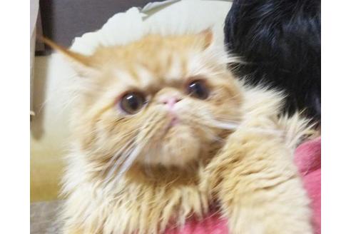 成約済の愛知県のエキゾチックショートヘア-9074の9枚目
