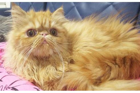 成約済の愛知県のエキゾチックショートヘア-9074の8枚目