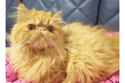 成約済の愛知県のエキゾチックショートヘア-9074の7枚目