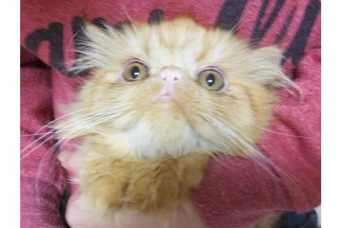 成約済の愛知県のエキゾチックショートヘア-9074の6枚目