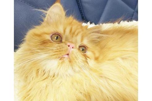 成約済の愛知県のエキゾチックショートヘア-9074の4枚目