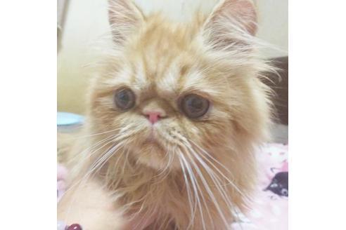 成約済の愛知県のエキゾチックショートヘア-9074の3枚目