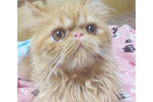 成約済の愛知県のエキゾチックショートヘア-9074の2枚目