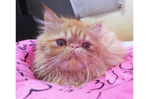 成約済の愛知県のエキゾチックショートヘア-9074の1枚目
