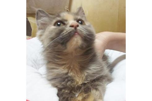 成約済の愛知県のミヌエット-9075の10枚目