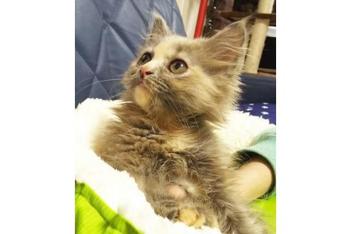 成約済の愛知県のミヌエット-9075の9枚目