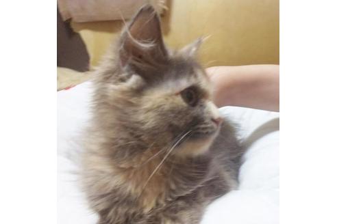 成約済の愛知県のミヌエット-9075の8枚目