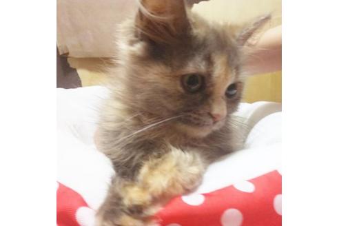 成約済の愛知県のミヌエット-9075の7枚目