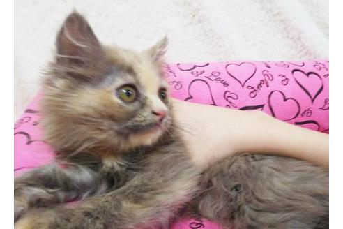 成約済の愛知県のミヌエット-9075の6枚目