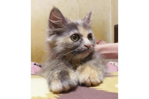 成約済の愛知県のミヌエット-9075の4枚目