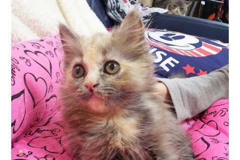 成約済の愛知県のミヌエット-9075の2枚目