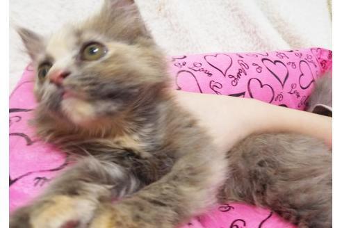 成約済の愛知県のミヌエット-9075の1枚目