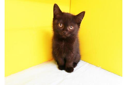 成約済の東京都のスコティッシュフォールド-9312の1枚目