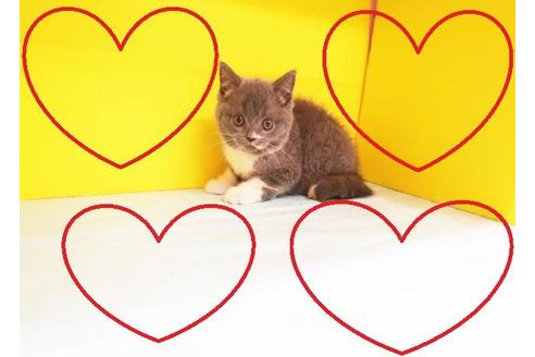 成約済の東京都のブリティッシュショートヘア-9313の2枚目