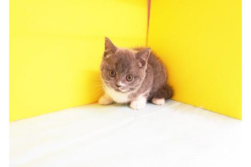 成約済の東京都のブリティッシュショートヘア-9313の1枚目