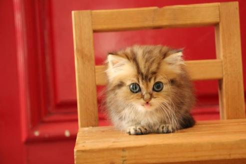 成約済の大阪府のミヌエット-9328の1枚目