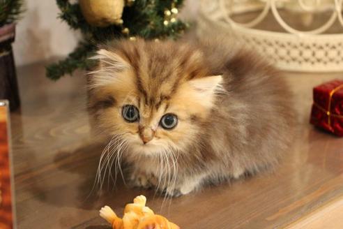 成約済の大阪府のミヌエット-9328の9枚目