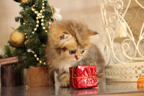 成約済の大阪府のミヌエット-9328の8枚目