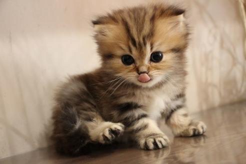 成約済の大阪府のミヌエット-9328の7枚目