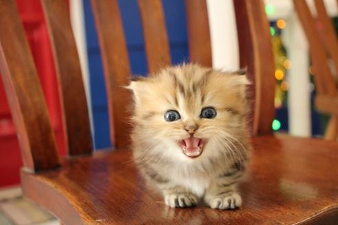 成約済の大阪府のミヌエット-9328の6枚目